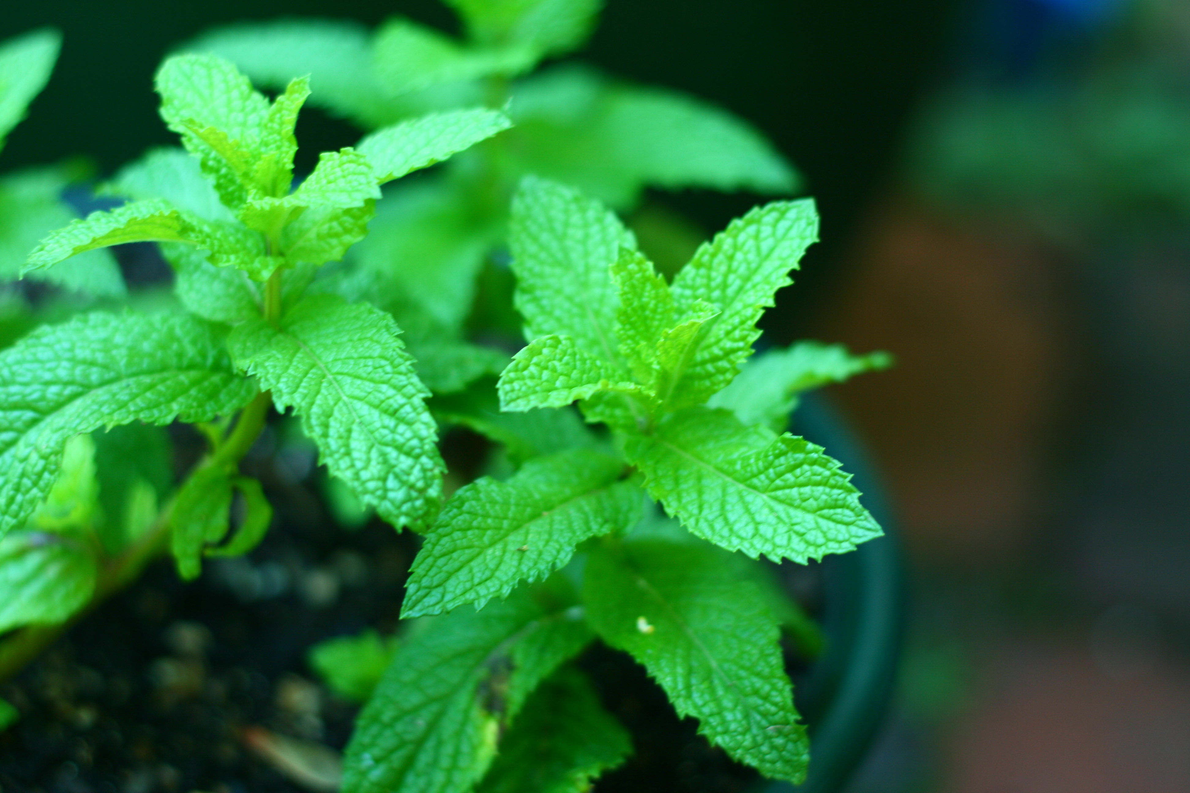 Plante qui éloigne les moustiques Plante qui éloigne les moustiques