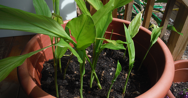 Comment faire pousser votre propre curcuma. – Un jour de rêve Comment faire pousser votre propre curcuma. – Un jour de rêve