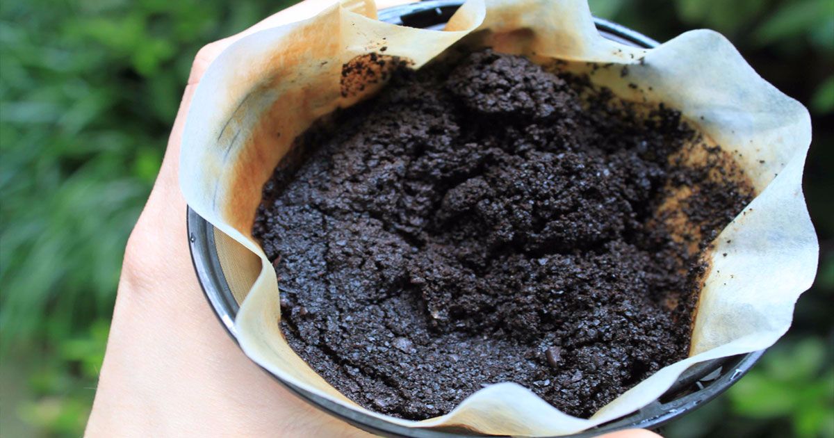 Est-ce que le marc de café est bon pour les plantes vertes ?