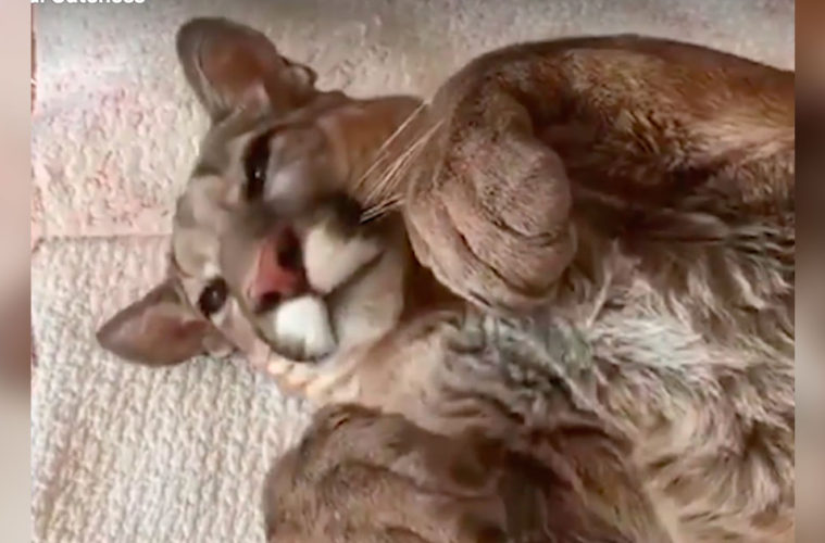 acheter un puma domestique acheter un puma domestique