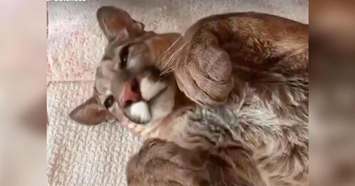 Voici Messi, le 1er Puma domestiqué. Il a obtenu 58 millions de vues