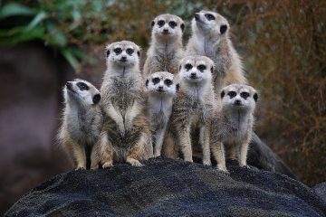 800px Suricata suricatta Auckland Zoo group 8a