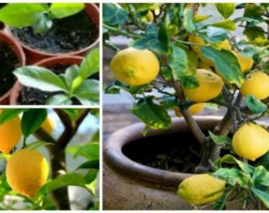 How To Grow An Unlimited Supply Of Lemons Using Just 1 Seed 600x314