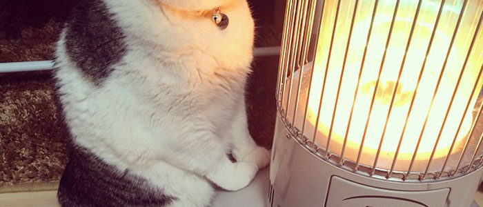 cat heater busao tanryug 1 5a6af13960127 700