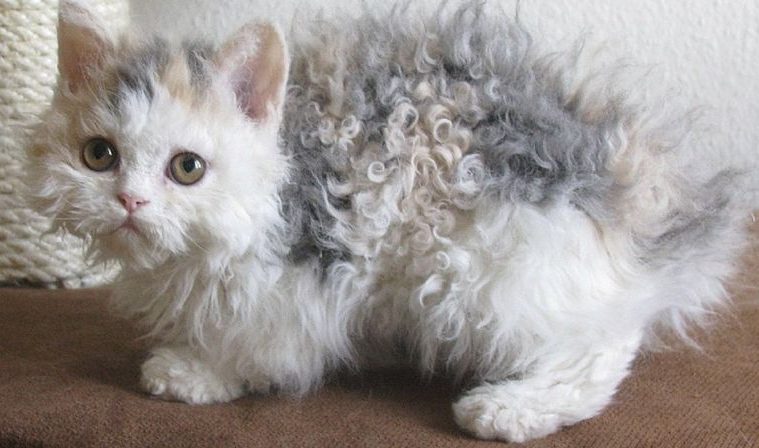 Ces chats caniche sont si doux que vous grincerez de plaisir quand vous les verrez 20 Untitled design 5 GH content 850px
