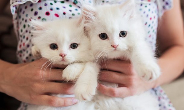 Cette entreprise va vous payer pour caresser des chats toute la journée 2 girl holding white kittens