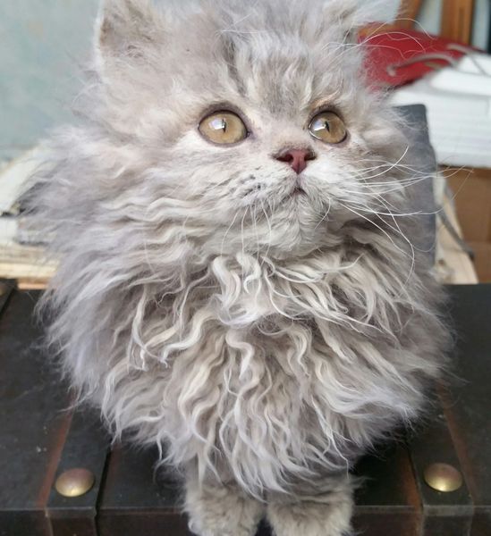 Ces Chats Caniche Sont Si Doux Que Vous Grincerez De Plaisir Quand Vous Les Verrez Un Jour De Reve Ces Chats Caniche Sont Si Doux Que Vous Grincerez De Plaisir Quand Vous Les Verrez Un Jour De Reve