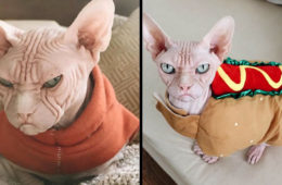grumpyfeatured