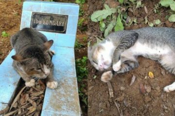 Un chat au cœur brisé est resté un an sur la tombe de son maître décédé