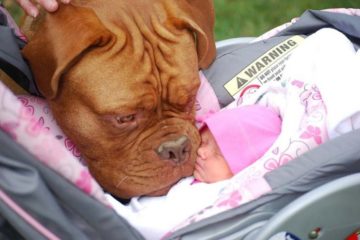 perros y bebés 2 696x466