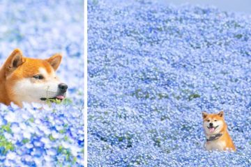 shiba inu dog flower fields photography masayo ishizuki japan fb23 png 700