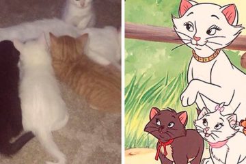 cat kittens duchess marie berlioz toulouse aristocats fb14 png 700