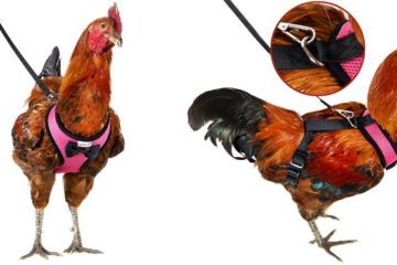 chicken harness amazon yesito fb png 700