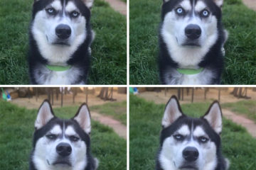 cute huskies 23 5aaa67e9720d9 700