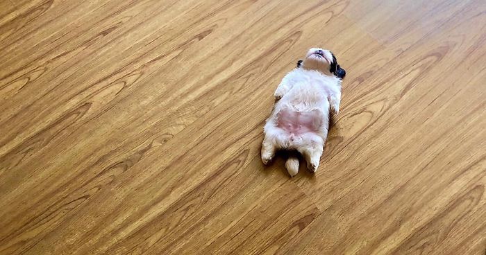 Ce chiot dort comme s’il avait été “éteint” et il est juste trop mignon 62 dog laying sleeping funny positions mood the real paningning fb7 png 700