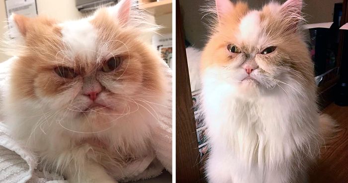 Internet A Trouve Un Nouveau Chat Grincheux Un Jour De Reve