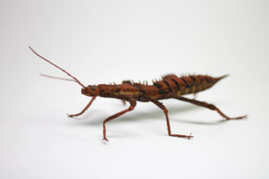 73 Insectes En Plastique Réalistes - Jouet éducatif Pour Enfants Dès 3 Ans, Figurines Animaux