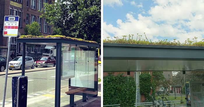 city in netherlands transforms bus stops into bee stops utrecht fb png 700