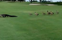 ducks chase alligator across golf course fb1 png 700