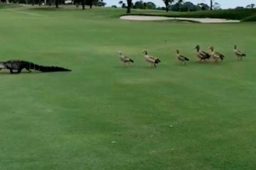 ducks chase alligator across golf course fb1 png 700