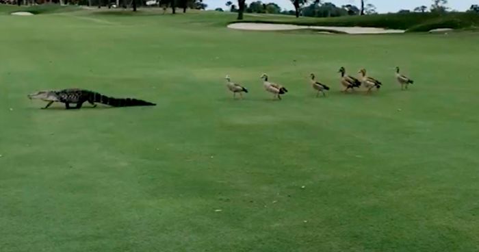 ducks chase alligator across golf course fb1 png 700