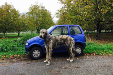 funny large dogs irish wolfhounds 1 5c3c3e353d4ab 700