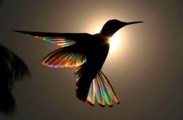 hummingbird wings rainbow christian spencer fb png 700