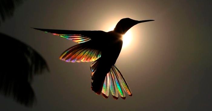 hummingbird wings rainbow christian spencer fb png 700
