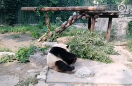 touristes chinois lancent pierres panda zoo pekin 01