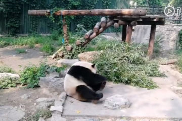 touristes chinois lancent pierres panda zoo pekin 01