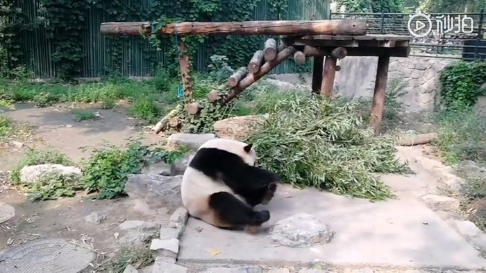 touristes chinois lancent pierres panda zoo pekin 01