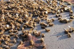 500 million bees dead brazil pesticides fb4 png 700