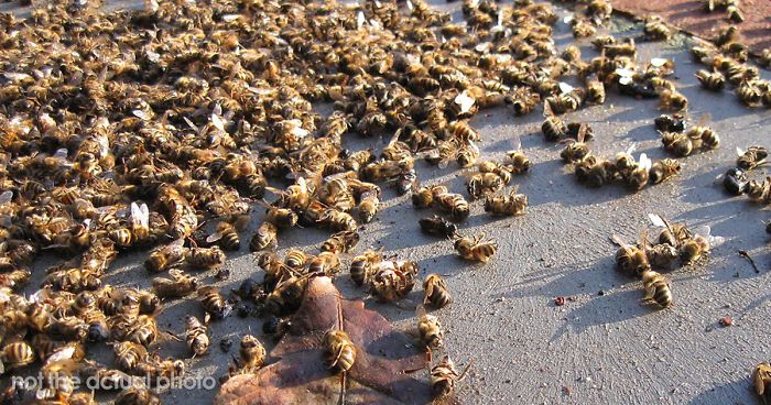 500 million bees dead brazil pesticides fb4 png 700