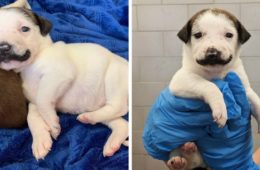 handlebar mustache puppy salvador dolly heartsandbonesrescue fb png 700