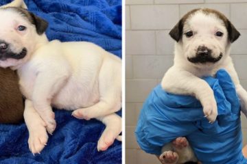 handlebar mustache puppy salvador dolly heartsandbonesrescue fb png 700