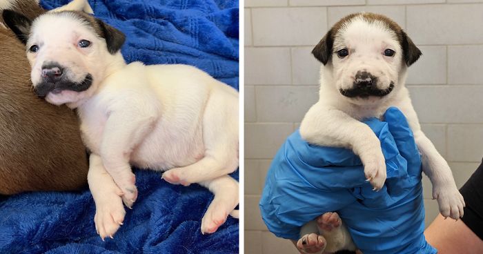 handlebar mustache puppy salvador dolly heartsandbonesrescue fb png 700