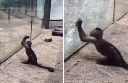 monkey breaking glass zhengzhou zoo china fb5 png 700