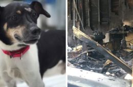 dog zippy saves family house fire leroy butler fb png 700