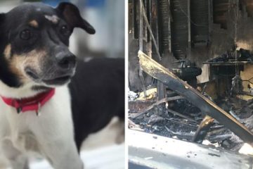 dog zippy saves family house fire leroy butler fb png 700