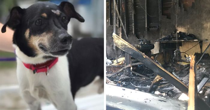dog zippy saves family house fire leroy butler fb png 700