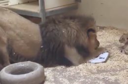 lion cub father meeting crouching video denver zoo fb png 700