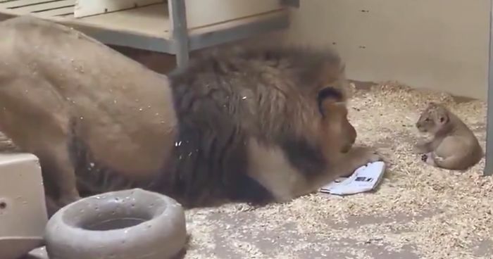 lion cub father meeting crouching video denver zoo fb png 700