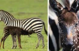 newborn zebra rare polka dots kenya fb12 png 700