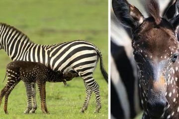 newborn zebra rare polka dots kenya fb12 png 700