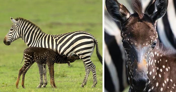 https://www.unjourdereve.fr/wp-content/uploads/2019/09/newborn-zebra-rare-polka-dots-kenya-fb12-png__700.jpg
