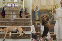 brazilian priest rescues abandoned dogs church gravata joao paulo fb38 png 700