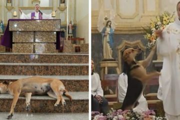 brazilian priest rescues abandoned dogs church gravata joao paulo fb38 png 700