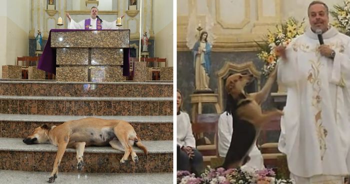 brazilian priest rescues abandoned dogs church gravata joao paulo fb38 png 700