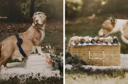 pregnant pit bull cute maternity photo shoot fb8 png 700