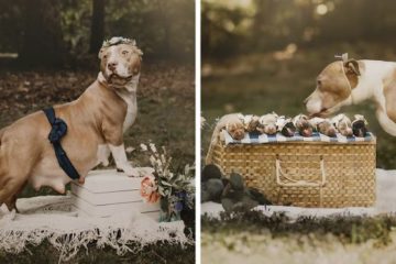 pregnant pit bull cute maternity photo shoot fb8 png 700